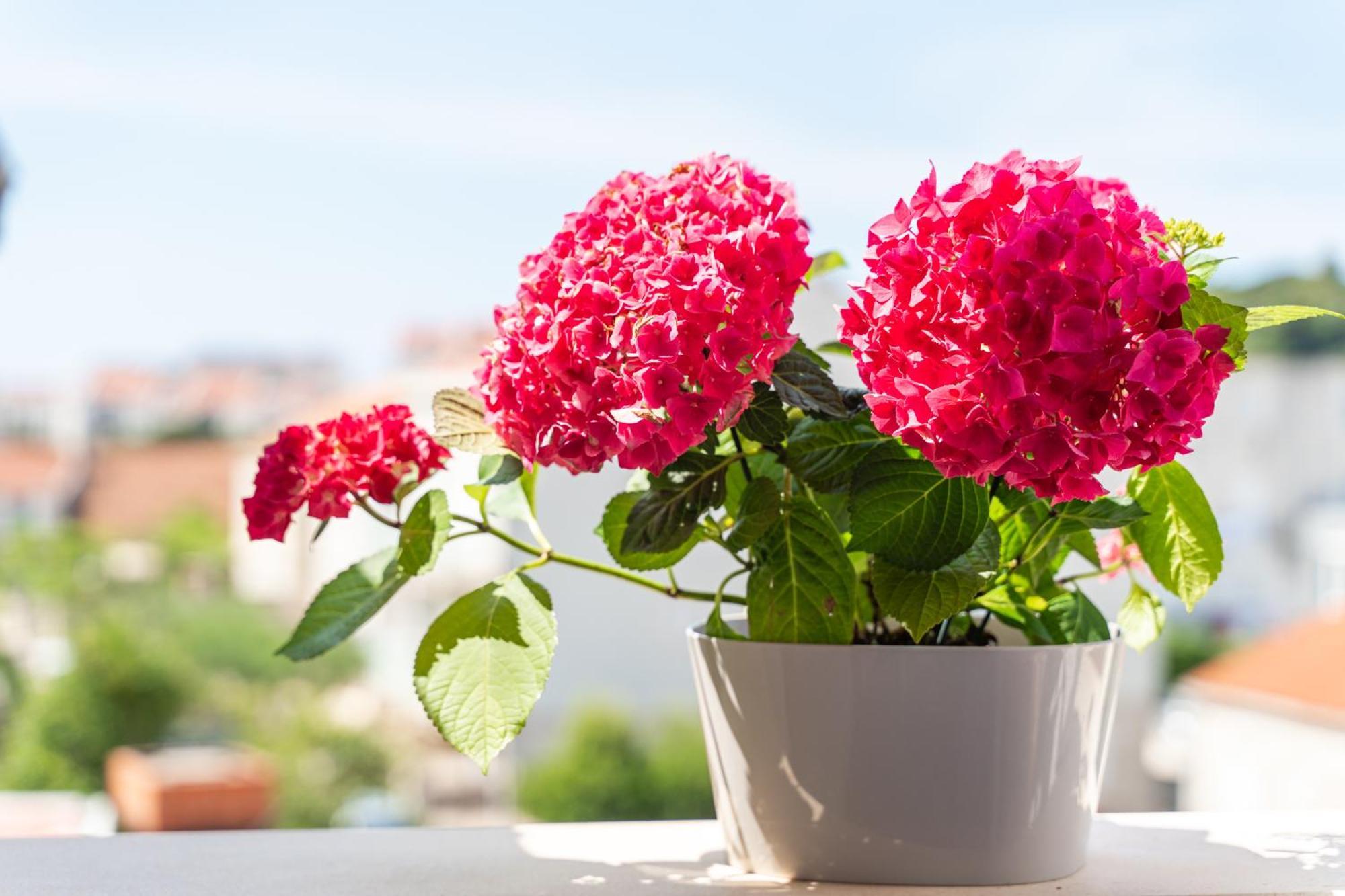 Apartment Laura Dubrovnik Ngoại thất bức ảnh